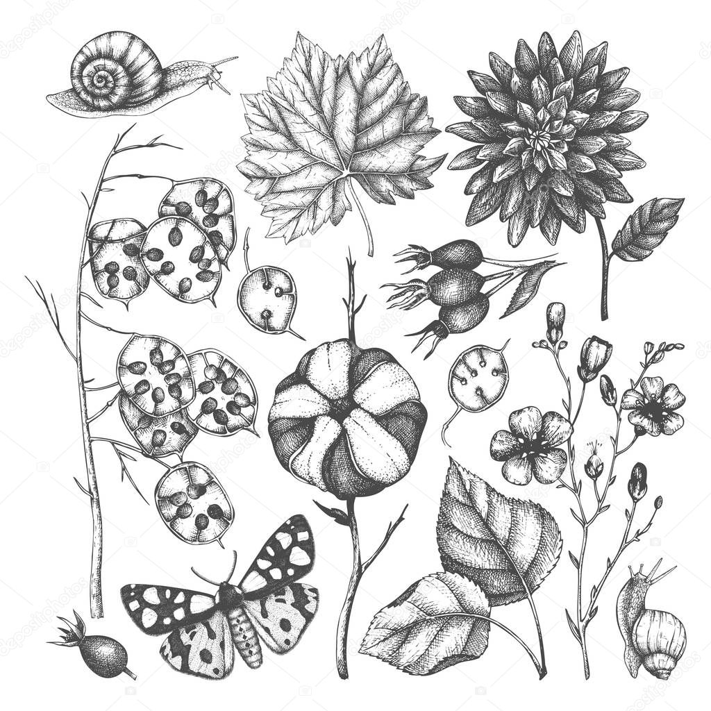 Hand drawn set of autumn plants and insects on white background