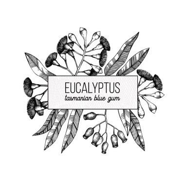 sağlıklı otlar. Okaliptüs bitkiler el çekilmiş