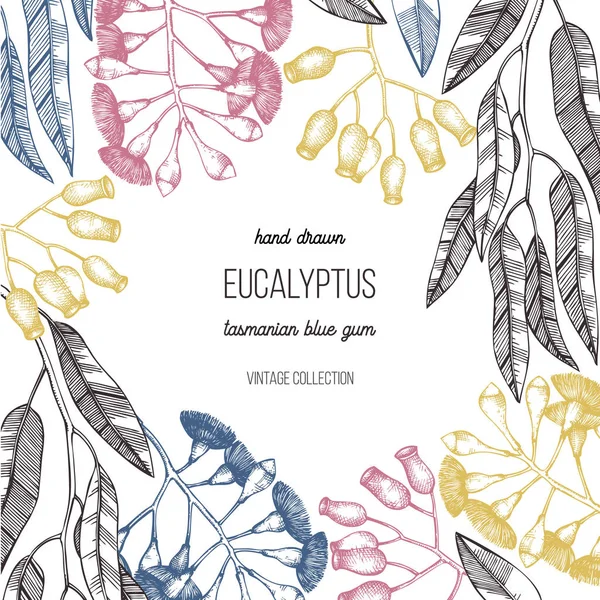 Eukaliptus Roślina Wektor Graficzny Ramki — Wektor stockowy