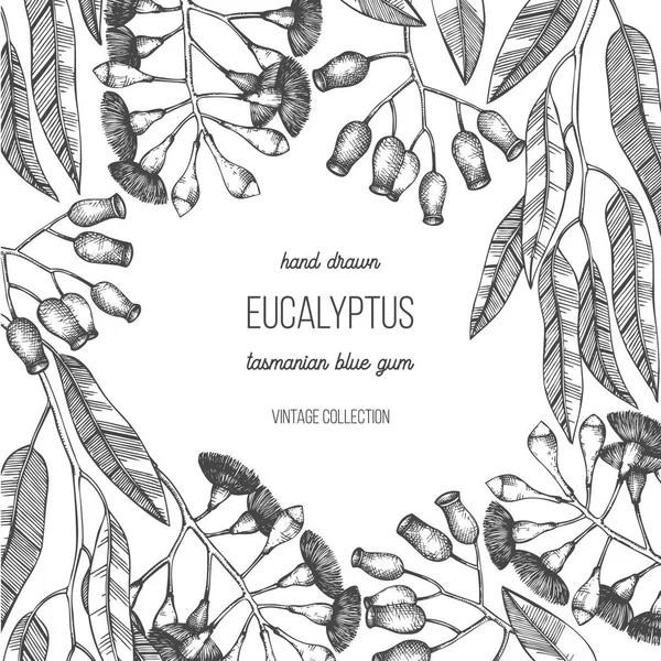 Eukaliptus Roślina Wektor Graficzny Ramki — Wektor stockowy