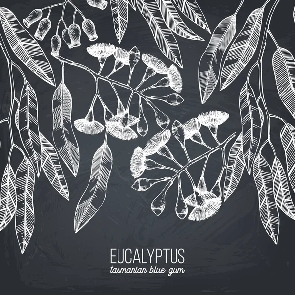 Handgezeichnete Eukalyptusvektorgrafik — Stockvektor
