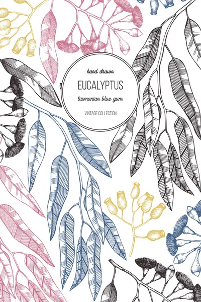 Gesunde Kräuter Handgezeichnete Eukalyptuspflanzen — Stockvektor