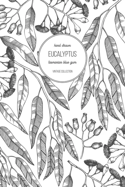 Gesunde Kräuter Handgezeichnete Eukalyptuspflanzen — Stockvektor