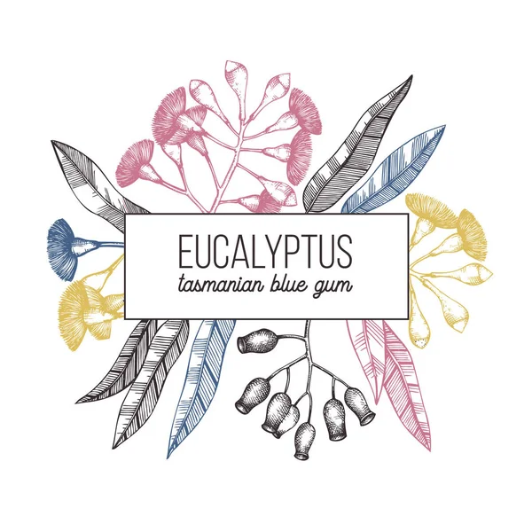 Hälsosamma Örter Hand Dras Eucalyptus Växter — Stock vektor