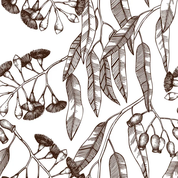Здорові Трави Рука Намальована Рослинами Eucalyptus Rhodantha — стоковий вектор