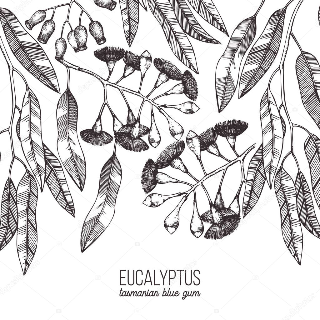Hand drawn Eucalyptus vector graphic illustration