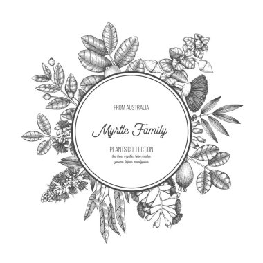 Mersin aile bitkiler tasarım grafik el çekilmiş. El çiçek illüstrasyon çizdi. Meyveler, çiçekler ve yapraklar ile botanik kroki. Beyaz arka plan üzerinde Vintage tarzı şablonu