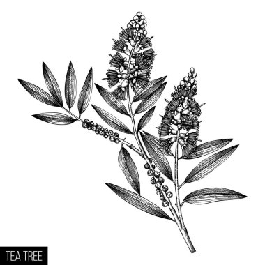 çay ağacı yaprak ve çiçek elle çizilmiş tarzı, vektör çizim, tasarım öğeleri üzerinde beyaz artalanları