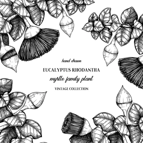 Eukaliptusz Rhodantha Levelek Virágok Kézzel Rajzolt Stílusban Vektoros Illusztráció Design — Stock Vector