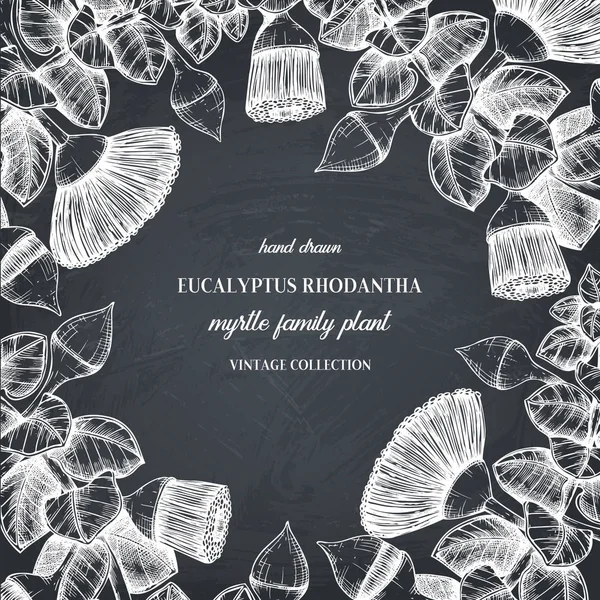 Eucalyptus Rhodantha Blad Och Blommor Svarta Tavlan Bakgrund Vintage Stil — Stock vektor