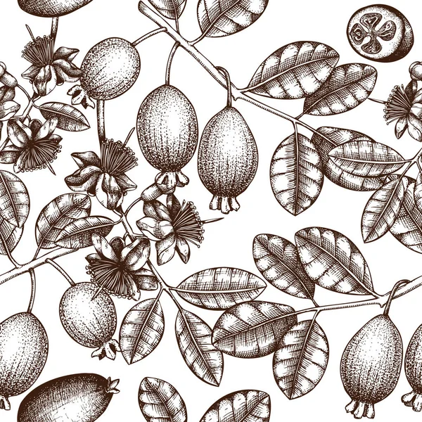 Croquis Baies Feuilles Féijoa Dessin Main Illustration Vectorielle — Image vectorielle