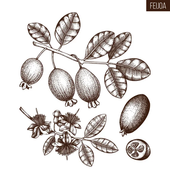 Skizze Von Feijoa Beeren Und Blättern Handgezeichneter Grafischer Stil Vektorillustration — Stockvektor