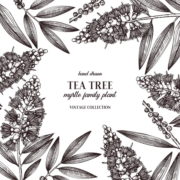 Vektor Myrtenbaum Design Handgezeichnete Florale Illustration Botanischer Rahmen Mit Beeren — Stockvektor