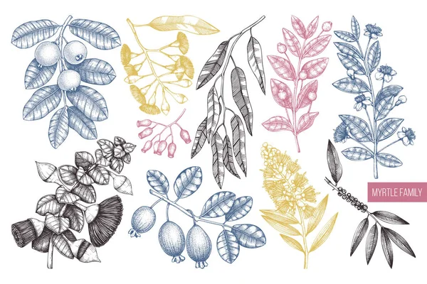 Színes Myrtle Család Növények Design Kézi Felvázolt Virágos Illusztráció Botanikai — Stock Vector