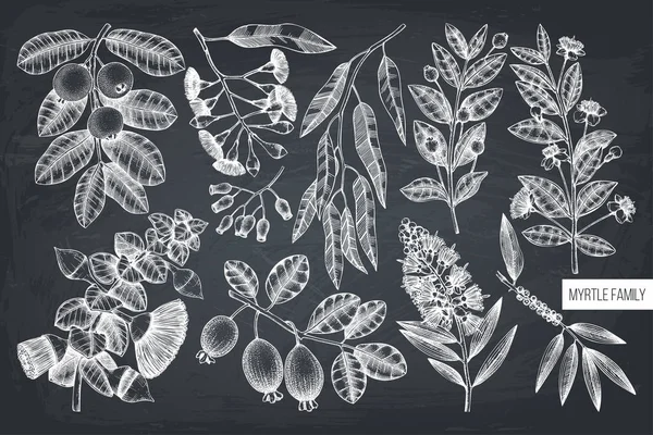 Diseño Plantas Familia Vector Myrtle Ilustración Floral Dibujada Mano Bosquejo — Archivo Imágenes Vectoriales