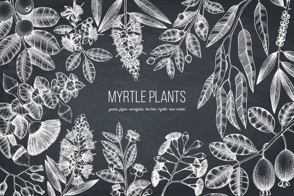 Diseño Plantas Familia Vector Myrtle Ilustración Floral Dibujada Mano Bosquejo — Vector de stock