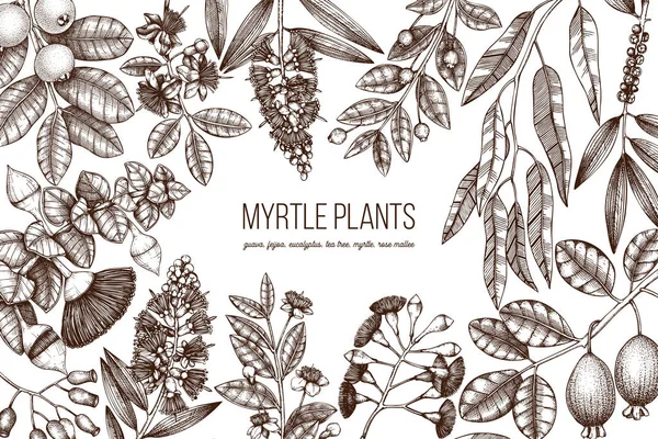 Grafisk Hand Dras Myrtle Familj Växter Design Hand Skissade Blommig — Stock vektor