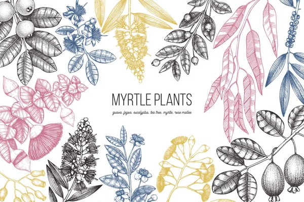Kleurrijke Myrtle Familie Planten Ontwerpen Hand Geschetst Floral Illustratie Botanische — Stockvector