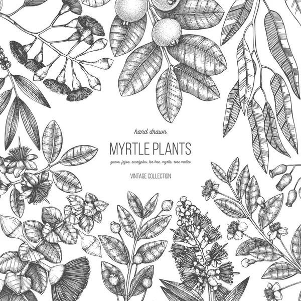 图形手画桃金娘家族植物设计 手绘花卉插图 植物素描与浆果 花卉和叶子 在白色背景的复古风格模板 — 图库矢量图片