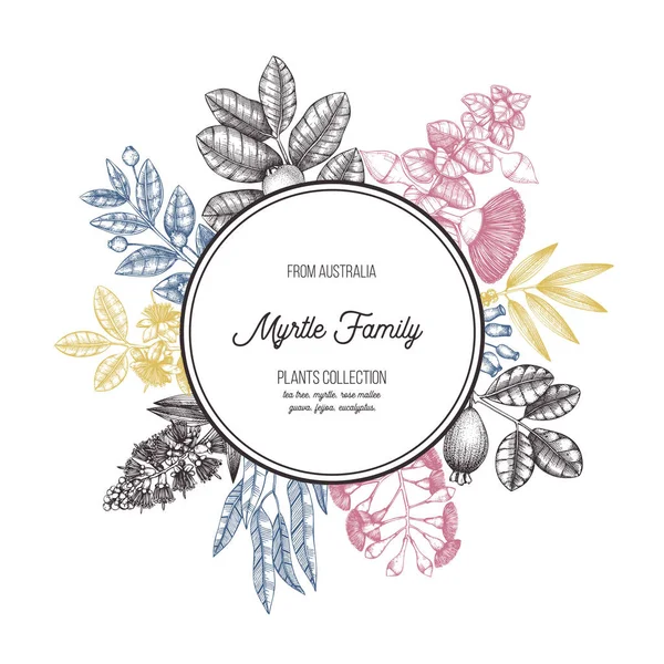 Colorido Diseño Plantas Familia Myrtle Ilustración Floral Dibujada Mano Bosquejo — Vector de stock