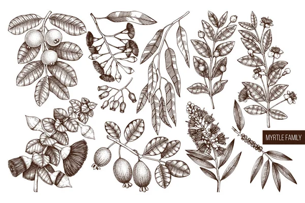 Vector Σχεδιασμό Οικογένεια Φυτών Μυρτιάς Χέρι Που Σκιαγραφείται Floral Εικονογράφηση — Διανυσματικό Αρχείο