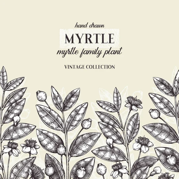 Vector Myrtle Árvore Design Desenho Mão Ilustração Floral Quadro Botânico —  Vetores de Stock