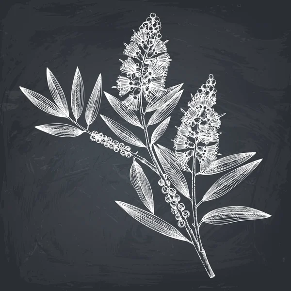 Τσάι Δέντρο Φύλλα Και Λουλούδια Στο Χέρι Που Στυλ Εικονογράφηση — Διανυσματικό Αρχείο