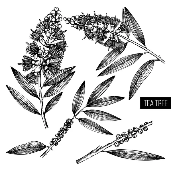 Feuilles Arbre Thé Fleurs Style Dessiné Main Illustration Vectorielle Éléments — Image vectorielle