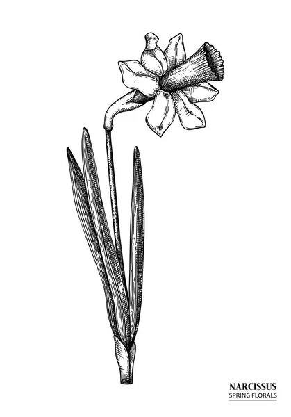 Απρόσκοπτη Διάνυσμα Λουλούδι Άνοιξη Εκλεκτής Ποιότητας Φόντο Χέρι Συντάσσονται Λουλούδι — Διανυσματικό Αρχείο