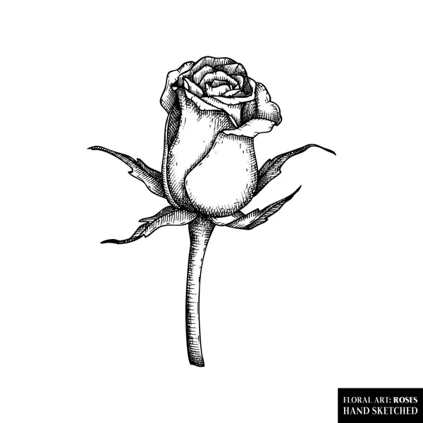 Ilustraciones dibujadas a mano de flor rosa — Vector de stock