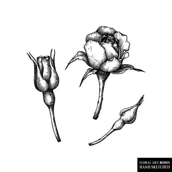 Vektor handgezeichnete Rosen Blumen. — Stockvektor