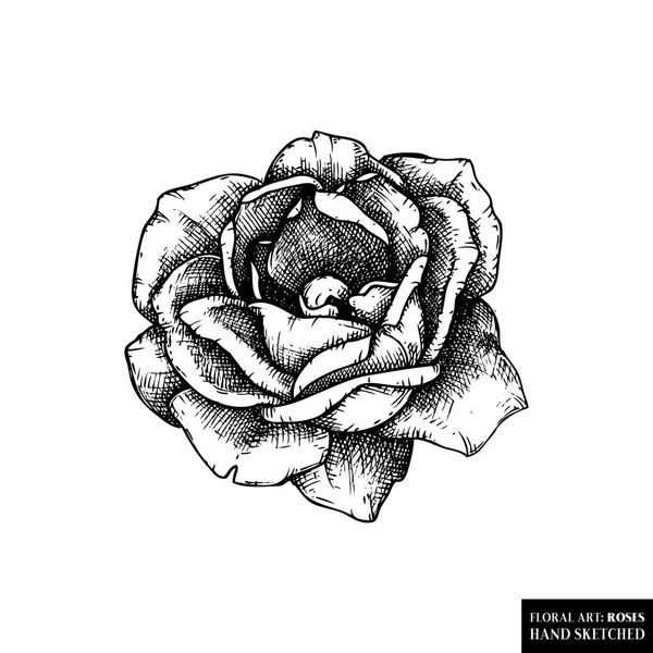 Ilustraciones dibujadas a mano de flor rosa — Vector de stock