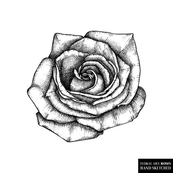 Ilustrações desenhadas à mão de rosa flor — Vetor de Stock