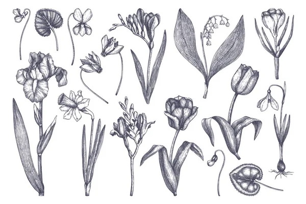 Flores primavera dibujadas a mano — Archivo Imágenes Vectoriales