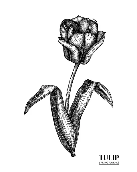 Padrão de tulipa vetorial sem costura — Vetor de Stock