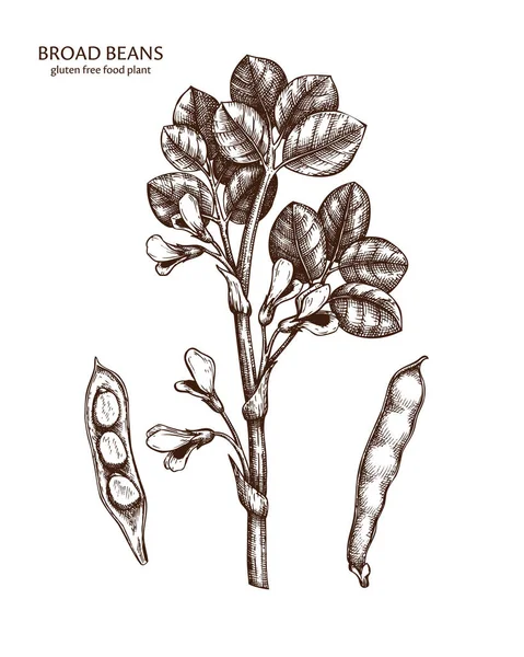 手绘蚕豆植物背景的矢量图示 — 图库矢量图片