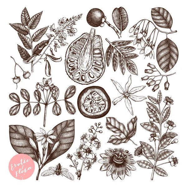 Vector Illustration Hand Drawn Exotic Plants Background — Stock Vector