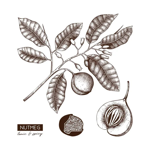 Διανυσματική Απεικόνιση Του Χεριού Που Έχει Σχεδιαστεί Μοσχοκάρυδο Φυτό Φόντο — Διανυσματικό Αρχείο