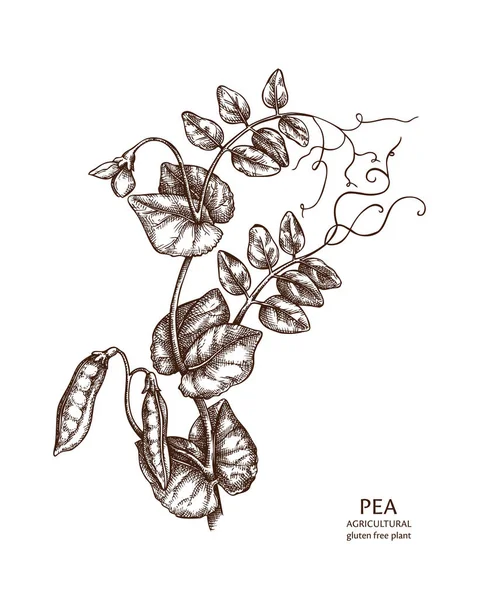 Vector Illustratie Van Hand Getekende Pea Plant Achtergrond — Stockvector