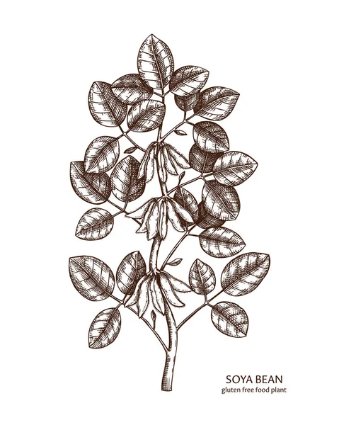 Vector Illustratie Van Hand Getrokken Sojabonen Plant Achtergrond — Stockvector