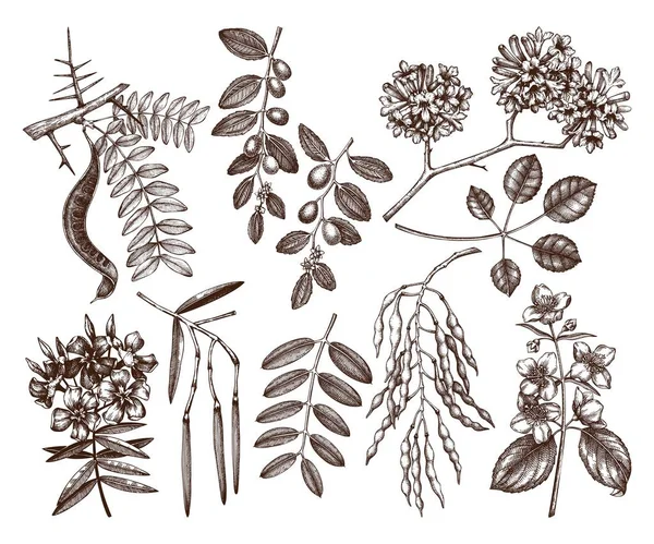 Illustration Vectorielle Jardin Été Dessiné Main Plantes Fond — Image vectorielle