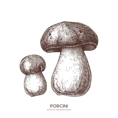 Porcini mantar vektör illüstrasyon. Elle çizilmiş gıda çizimi. 