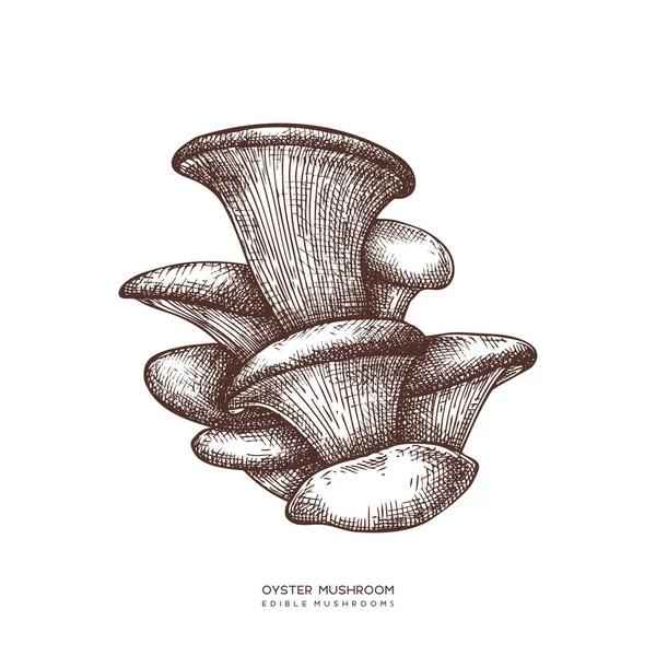 Illustration Vectorielle Des Champignons Huîtres Dessin Alimentaire Dessiné Main — Image vectorielle