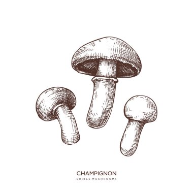 Champignon vektör çizimler ayarlayın. Elle çizilmiş gıda çizimleri.
