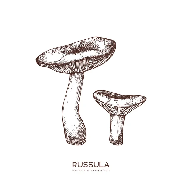 Russula Vektor Illustrationen Eingestellt Handgezeichnete Lebensmittelzeichnungen Speisepilz Skizze Bio Vegetarisches — Stockvektor