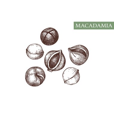 Macadamia vektör çizimleri. El çizilmiş sağlıklı gıda çizim. Fındık ağaçları çizim koleksiyonu. Organik vejetaryen ürün. Tarifi, menü, etiket, ambalaj, Vintage fındık seti için mükemmel. 