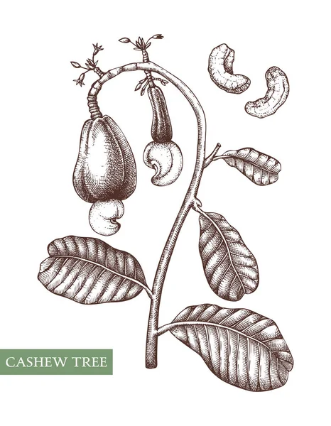 Vektorové Ilustrace Kreslené Jídlo Ruky Sbírka Stromů Ekologický Vegetariánský Produkt — Stockový vektor