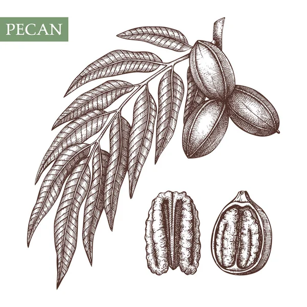 Pecan Vektorillustrationen Handgezeichnete Lebensmittelzeichnung — Stockvektor