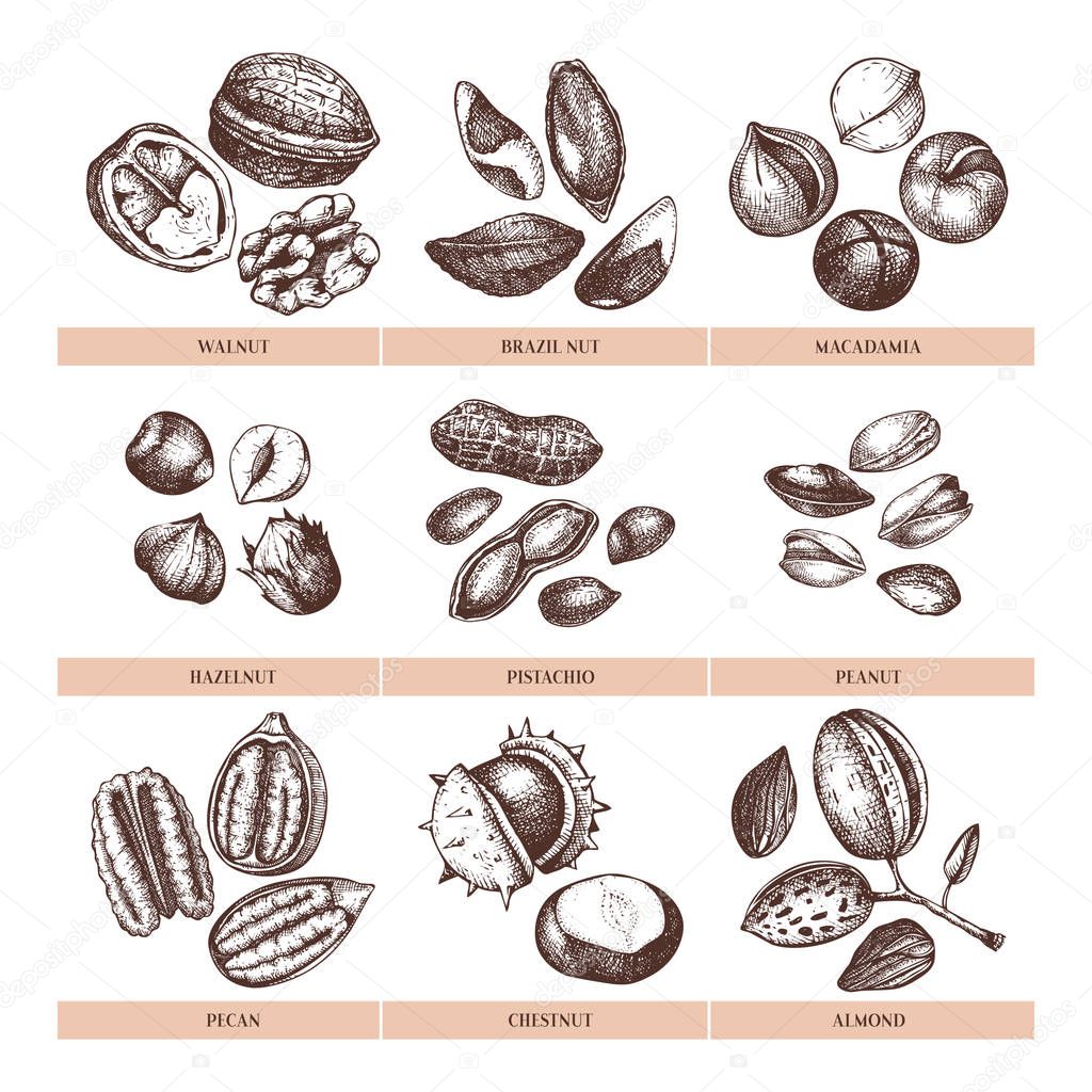 Vector nuts collection. Hand drawn pecan, macadamia, pine nuts, walnut, almond, pistachio, chestnut, peanut, brazil nut, hazelnut, coconut and cashew. Healthy food illustrations. Engraved style.