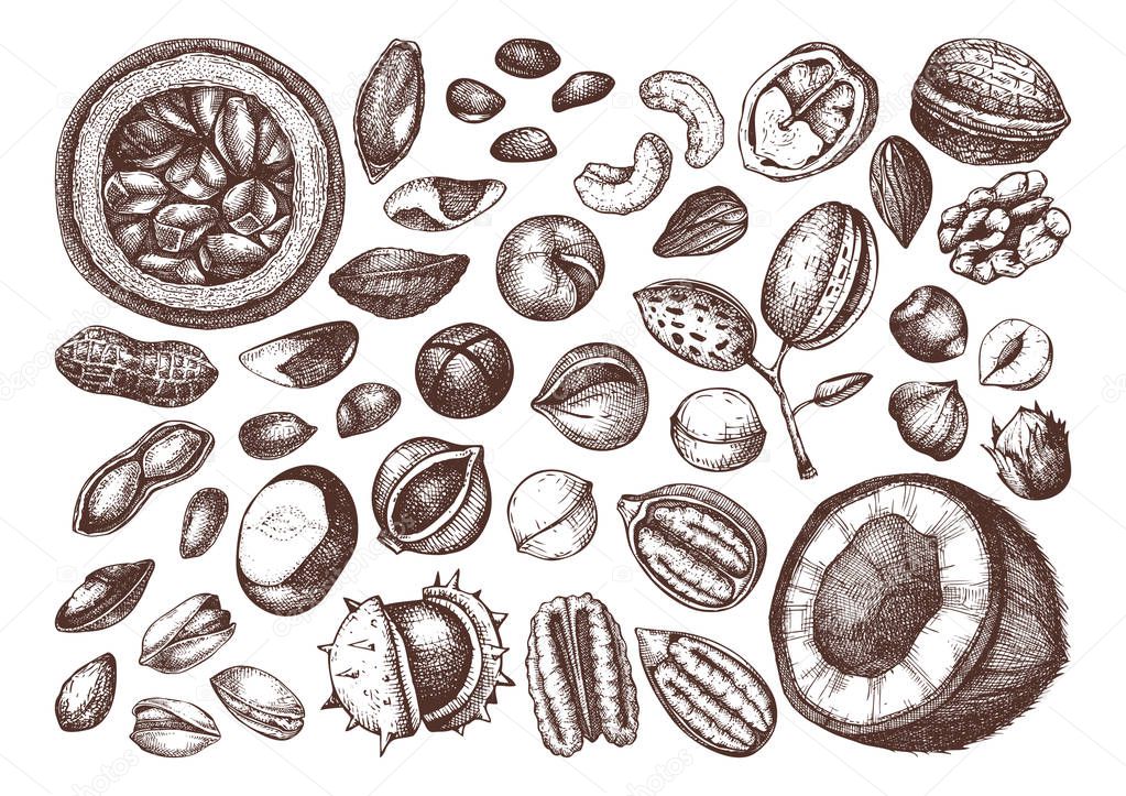 Vector nuts collection. Hand drawn pecan, macadamia, pine nuts, walnut, almond, pistachio, chestnut, peanut, brazil nut, hazelnut, coconut and cashew. Healthy food illustrations. Engraved style.